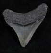 Posterior Megalodon Tooth - South Carolina #13690-1